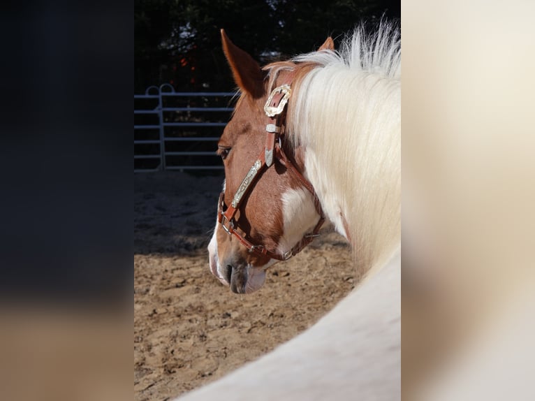 American Paint Horse Merrie 11 Jaar 148 cm Tobiano-alle-kleuren in Barlt