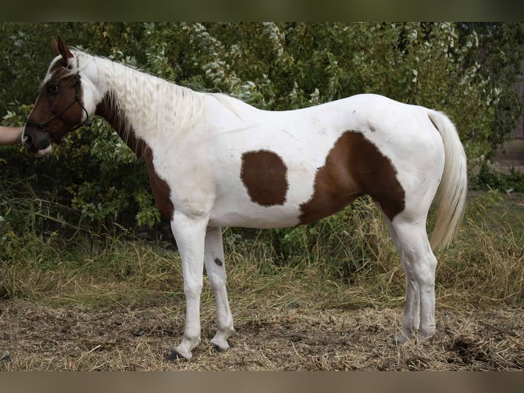 American Paint Horse Merrie 11 Jaar 150 cm Gevlekt-paard in Battle Creek