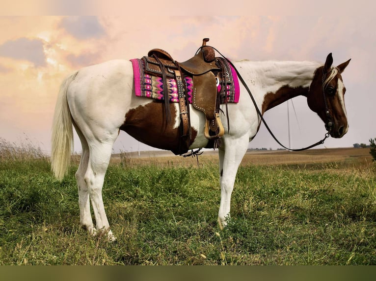 American Paint Horse Merrie 11 Jaar 150 cm Gevlekt-paard in Battle Creek