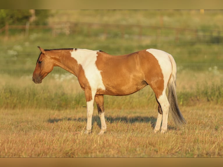 American Paint Horse Merrie 11 Jaar 152 cm Falbe in Granbury TX