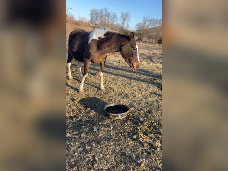 American Paint Horse Mix Merrie 11 Jaar 152 cm Gevlekt-paard in Stockton