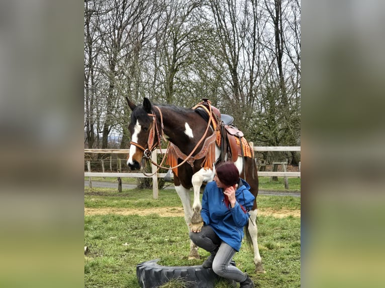American Paint Horse Mix Merrie 11 Jaar 152 cm Gevlekt-paard in Linkenbach