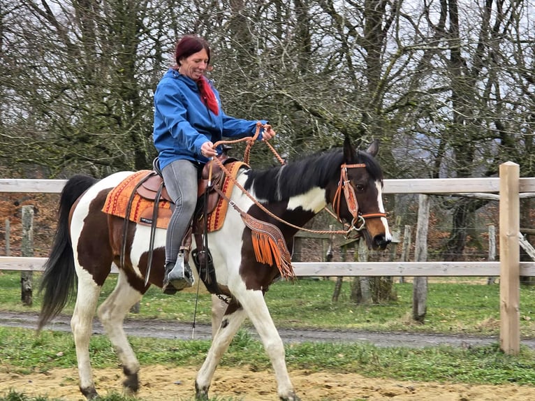 American Paint Horse Mix Merrie 11 Jaar 152 cm Gevlekt-paard in Linkenbach