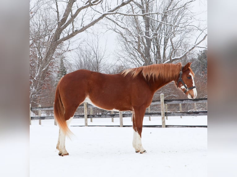 American Paint Horse Merrie 11 Jaar 152 cm Overo-alle-kleuren in Howell