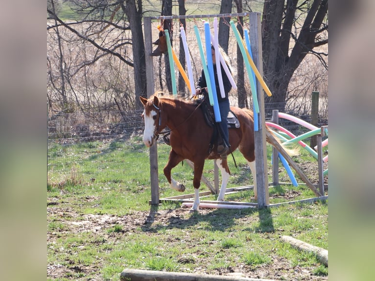 American Paint Horse Merrie 11 Jaar 152 cm Overo-alle-kleuren in Howell