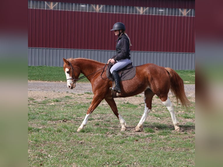 American Paint Horse Merrie 11 Jaar 152 cm Overo-alle-kleuren in Howell