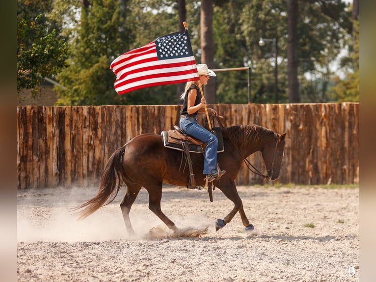 American Paint Horse Merrie 11 Jaar 152 cm Roodvos in Lufkin