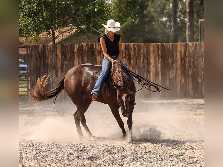 American Paint Horse Merrie 11 Jaar 152 cm Roodvos in Lufkin, TX