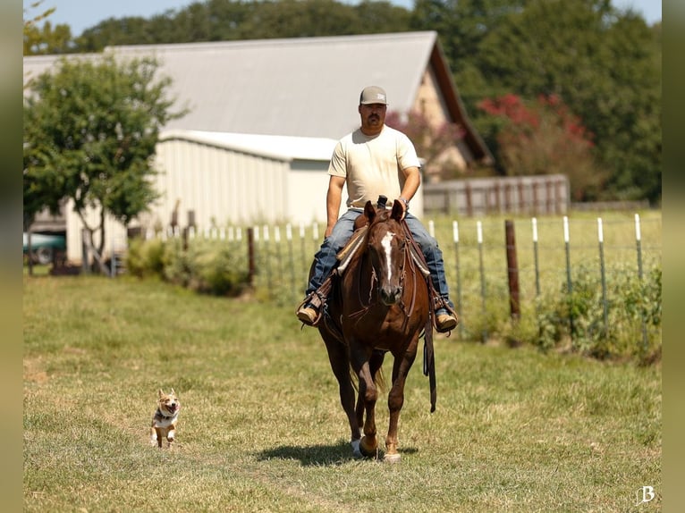 American Paint Horse Merrie 11 Jaar 152 cm Roodvos in Lufkin, TX