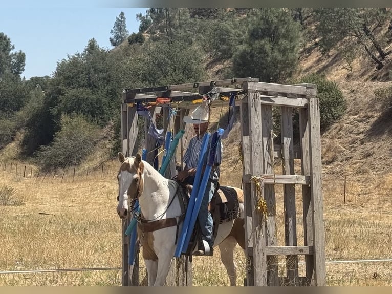 American Paint Horse Merrie 11 Jaar 152 cm Tobiano-alle-kleuren in Paicines CA