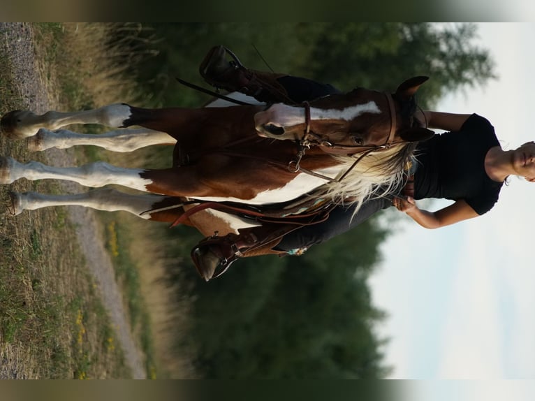 American Paint Horse Mix Merrie 11 Jaar 155 cm in Achern