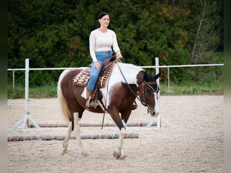 American Paint Horse Mix Merrie 11 Jaar 155 cm in Achern