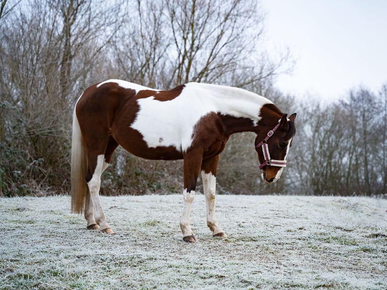 American Paint Horse Mix Merrie 11 Jaar 155 cm in Achern
