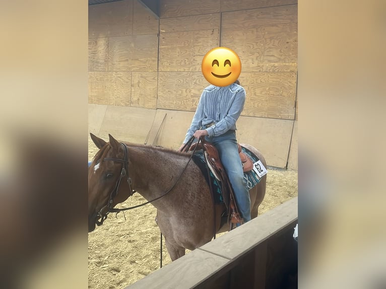 American Paint Horse Merrie 11 Jaar 155 cm Roan-Red in Rösrath
