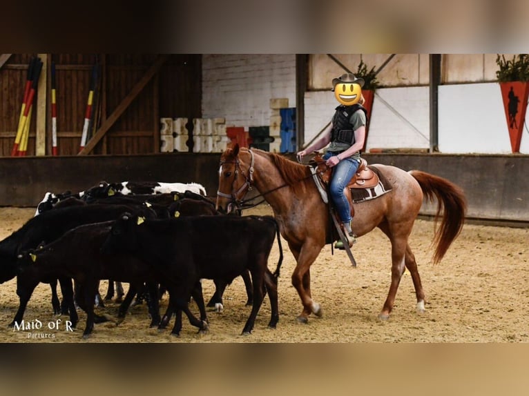 American Paint Horse Merrie 11 Jaar 155 cm Roan-Red in Rösrath