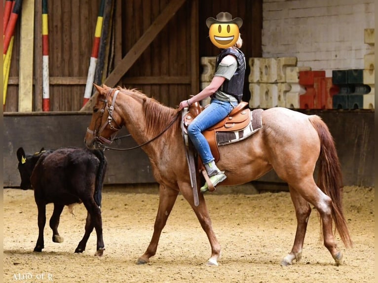 American Paint Horse Merrie 11 Jaar 155 cm Roan-Red in Rösrath