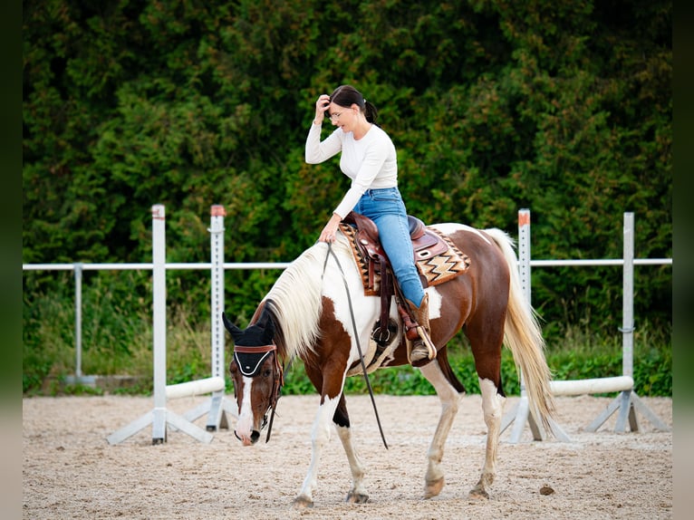 American Paint Horse Mix Merrie 11 Jaar 155 cm Tobiano-alle-kleuren in Achern