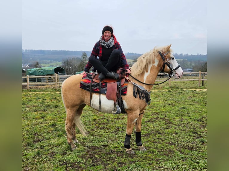 American Paint Horse Merrie 11 Jaar 157 cm Overo-alle-kleuren in Linkenbach