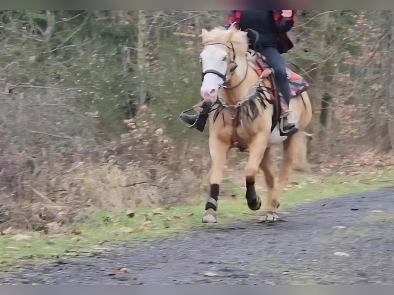 American Paint Horse Merrie 11 Jaar 157 cm Overo-alle-kleuren in Linkenbach