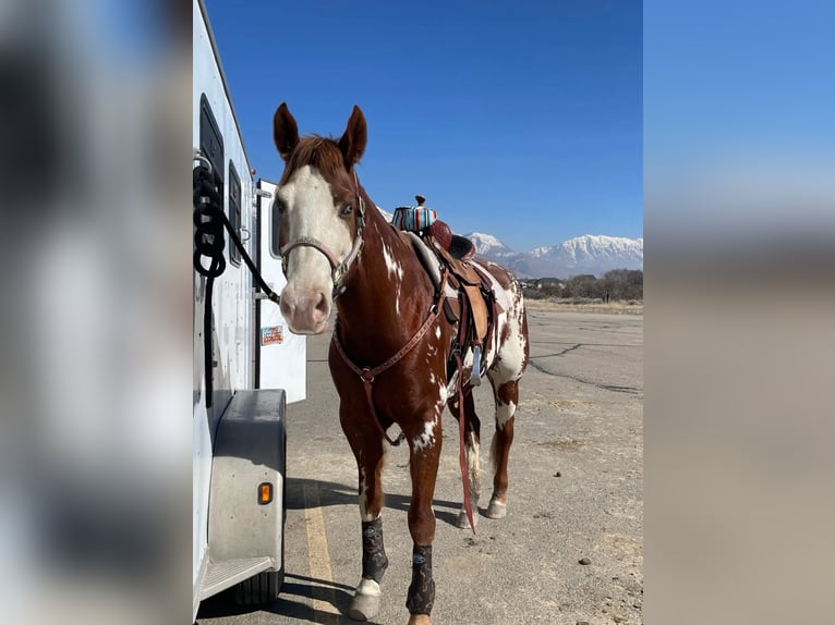 American Paint Horse Merrie 11 Jaar 163 cm Overo-alle-kleuren in Cedar Hills