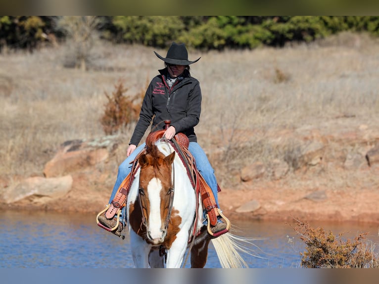 American Paint Horse Merrie 12 Jaar 150 cm Gevlekt-paard in Ripley