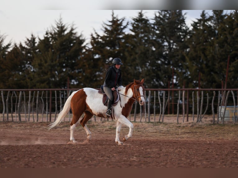 American Paint Horse Merrie 12 Jaar 150 cm Gevlekt-paard in Ripley