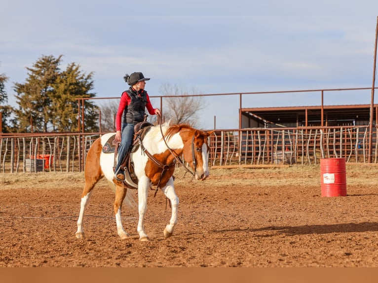 American Paint Horse Merrie 12 Jaar 150 cm Gevlekt-paard in Ripley