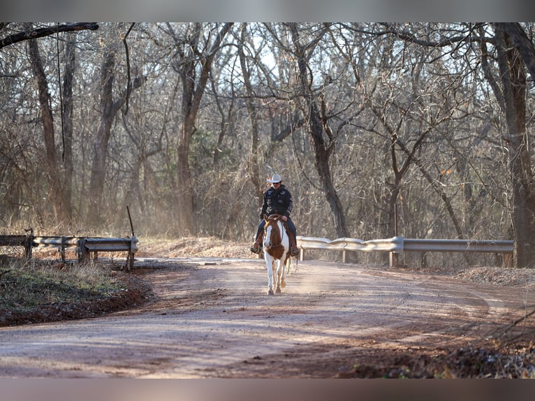 American Paint Horse Merrie 12 Jaar 150 cm Gevlekt-paard in Ripley