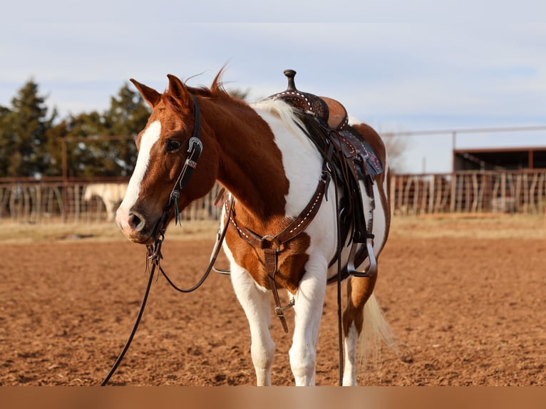 American Paint Horse Merrie 12 Jaar 150 cm Gevlekt-paard in Ripley