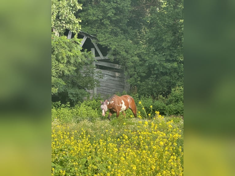 American Paint Horse Merrie 12 Jaar 152 cm Overo-alle-kleuren in Belmont