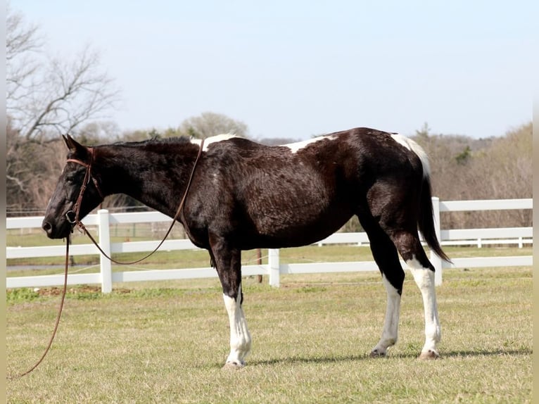 American Paint Horse Merrie 12 Jaar 152 cm Tobiano-alle-kleuren in Mckinney