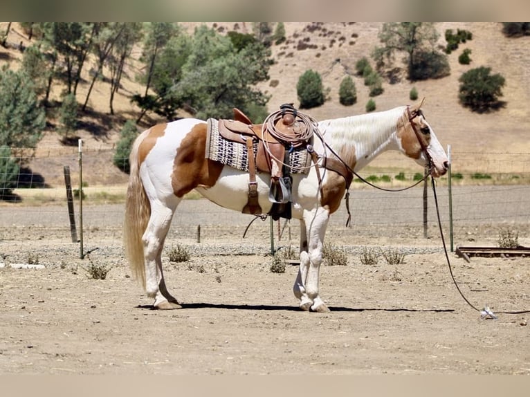 American Paint Horse Merrie 12 Jaar 152 cm Tobiano-alle-kleuren in Paicines CA