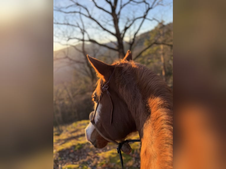American Paint Horse Merrie 12 Jaar 153 cm Overo-alle-kleuren in Thalgau