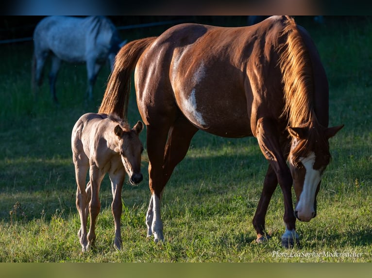 American Paint Horse Merrie 12 Jaar 153 cm Overo-alle-kleuren in Thalgau
