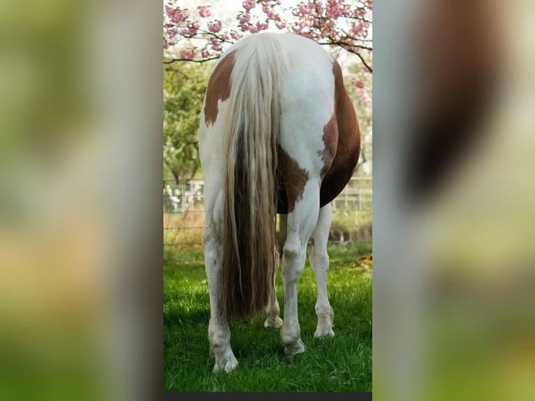 American Paint Horse Merrie 12 Jaar 158 cm Tobiano-alle-kleuren in Ritterhude