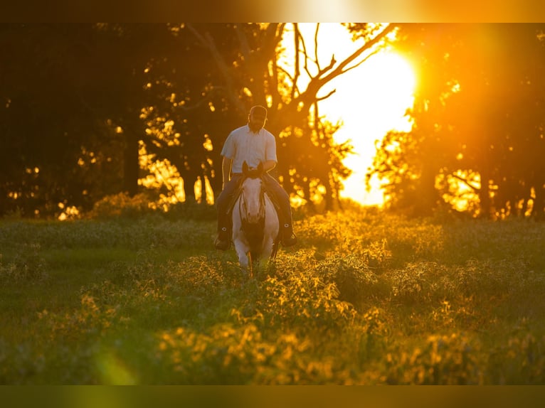 American Paint Horse Merrie 12 Jaar Gevlekt-paard in Canton