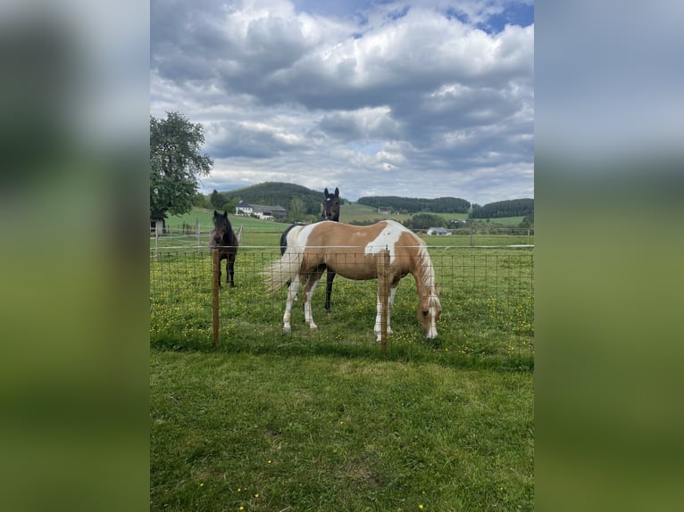American Paint Horse Merrie 12 Jaar Overo-alle-kleuren in Pregarten