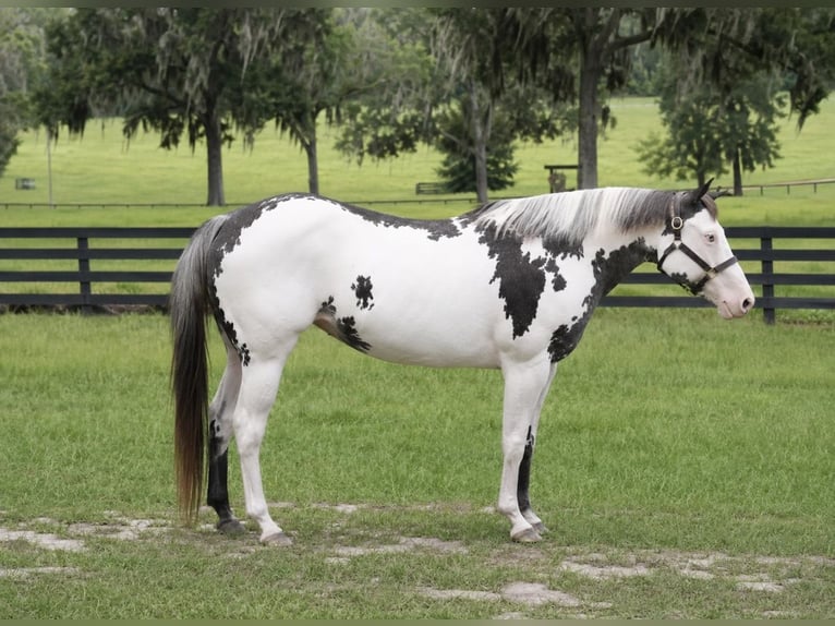 American Paint Horse Merrie 13 Jaar 150 cm Overo-alle-kleuren in Micanopy