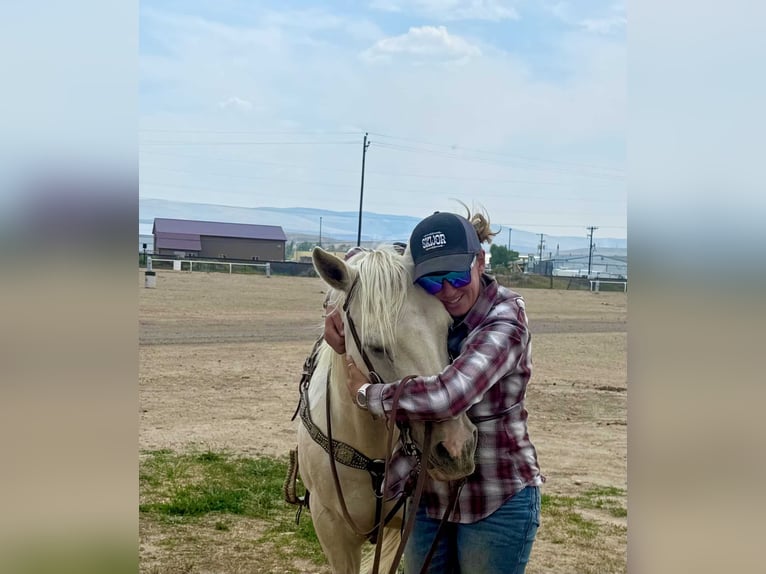 American Paint Horse Merrie 13 Jaar 150 cm Palomino in Craig, CO
