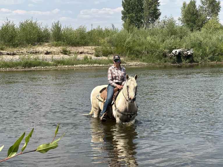 American Paint Horse Merrie 13 Jaar 150 cm Palomino in Craig, CO