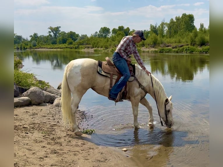 American Paint Horse Merrie 13 Jaar 150 cm Palomino in Craig, CO