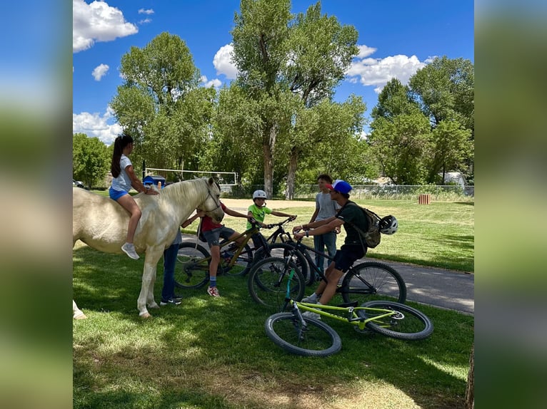 American Paint Horse Merrie 13 Jaar 150 cm Palomino in Craig, CO