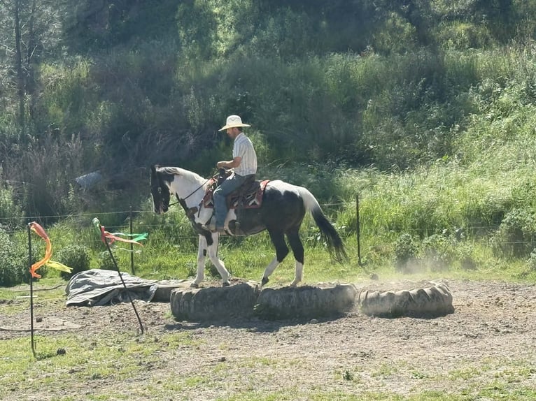 American Paint Horse Merrie 13 Jaar 150 cm Tobiano-alle-kleuren in Tres Pinos