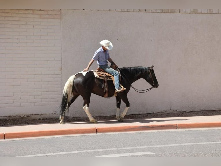 American Paint Horse Merrie 13 Jaar 150 cm Tobiano-alle-kleuren in Camp Verde Az
