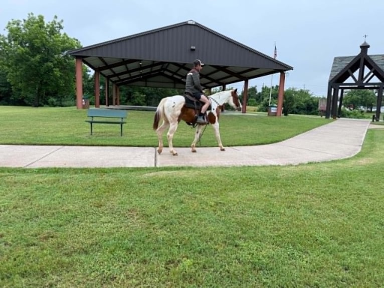 American Paint Horse Merrie 13 Jaar 150 cm Tobiano-alle-kleuren in Poolville