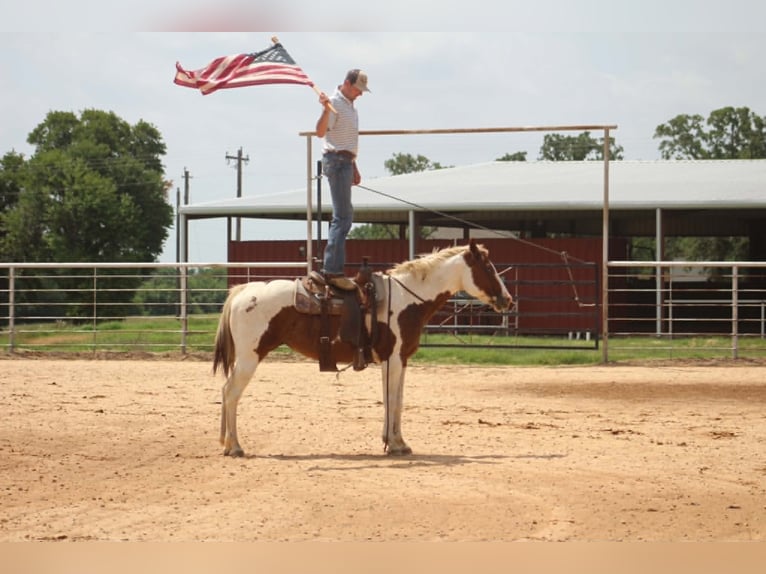 American Paint Horse Merrie 13 Jaar 150 cm Tobiano-alle-kleuren in Poolville