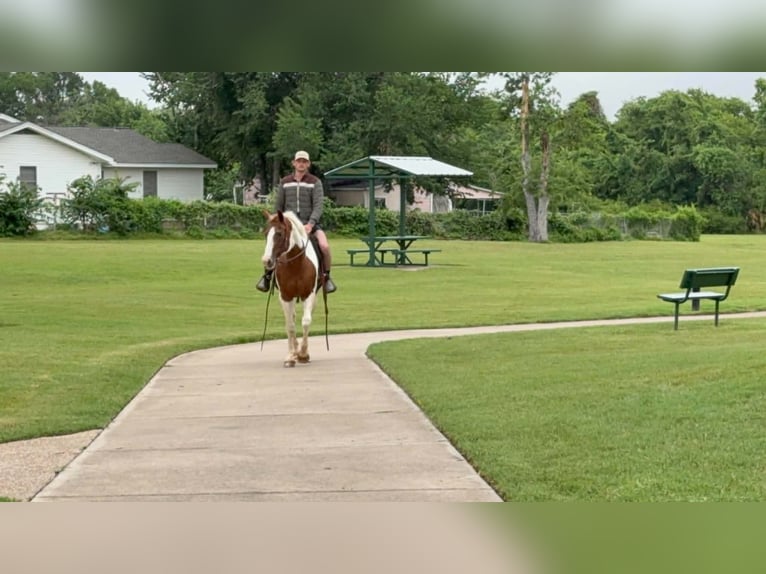 American Paint Horse Merrie 13 Jaar 150 cm Tobiano-alle-kleuren in Poolville