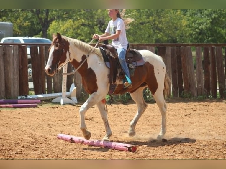 American Paint Horse Merrie 13 Jaar 150 cm Tobiano-alle-kleuren in Poolville