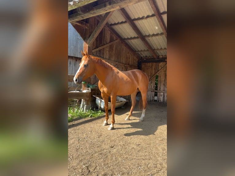 American Paint Horse Merrie 13 Jaar 150 cm Vos in M&#xFC;hlen