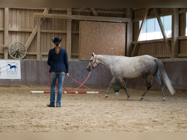 American Paint Horse Merrie 13 Jaar 153 cm Schimmel in Haldenwang